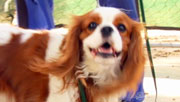 Pawnation Pet on the Street Nickname
